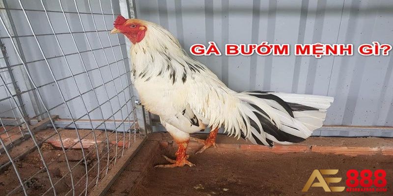 ga-buom-ae388-chon-ga