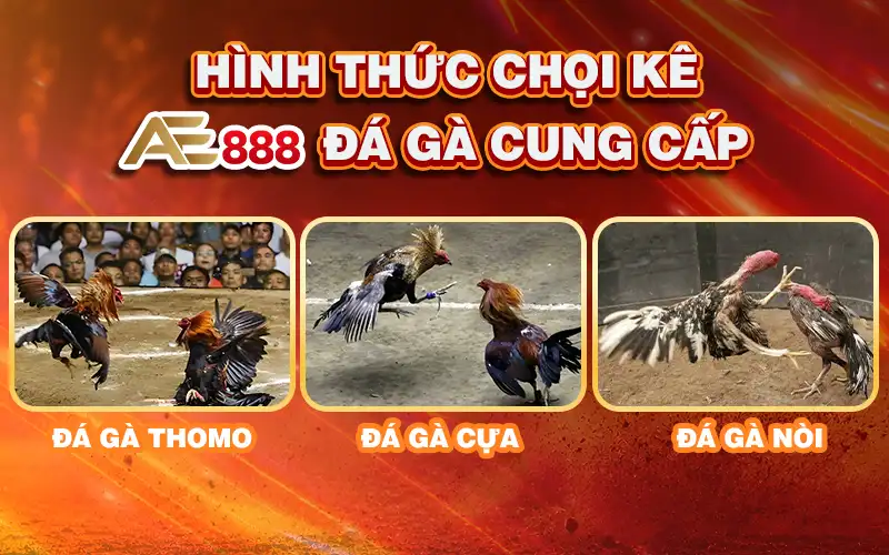 AE888 đá gà cung cấp những hình thức chọi kê nào